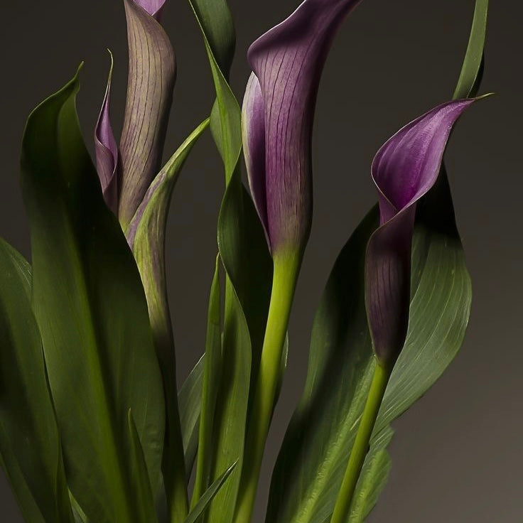Lily Night
