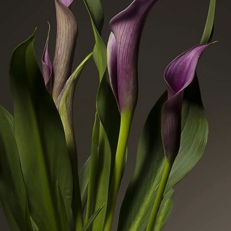 Lily Night