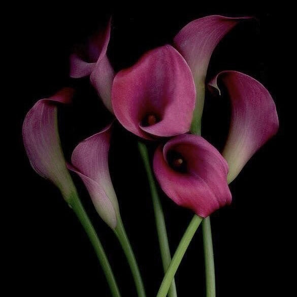 Lily Night