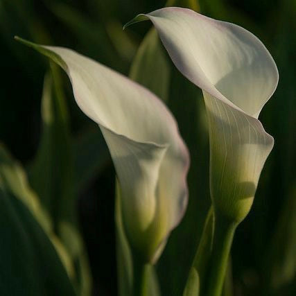 Lily