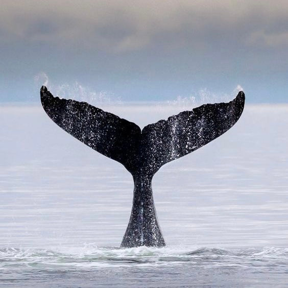 Whale Armchair - Black