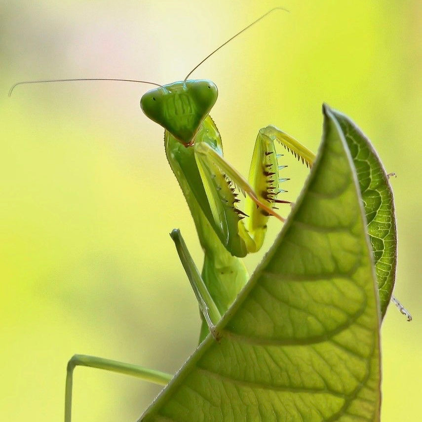 Mantis